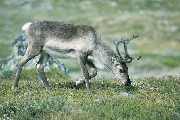 Reindeer grazing in nature