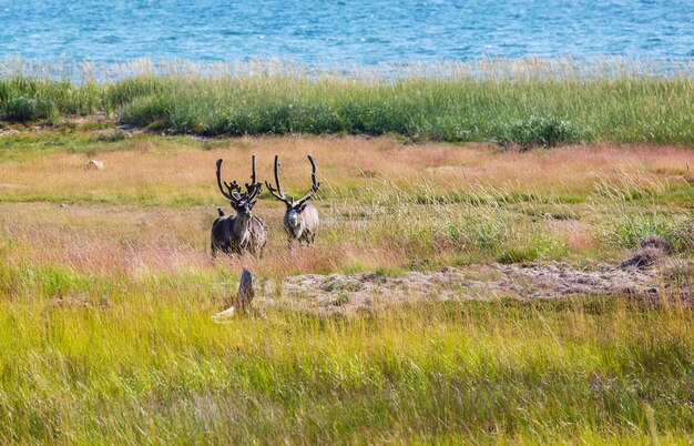 夏のノルウェーのトナカイ