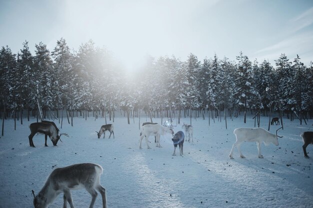 写真 野生の鹿