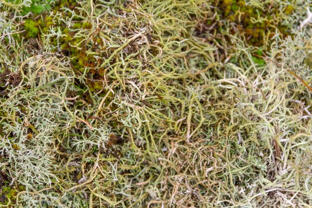 reindeer lichen detail