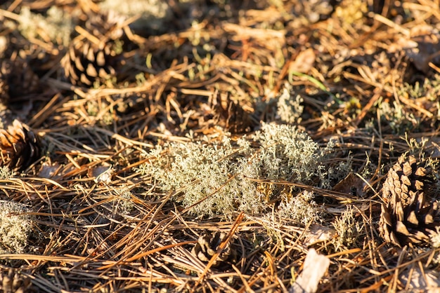 Фото Мох северного оленя на земле несколько сосновых шишек вокруг мох северного оленя в лесу