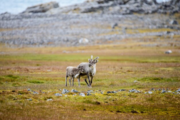 Reindeer mother with cub