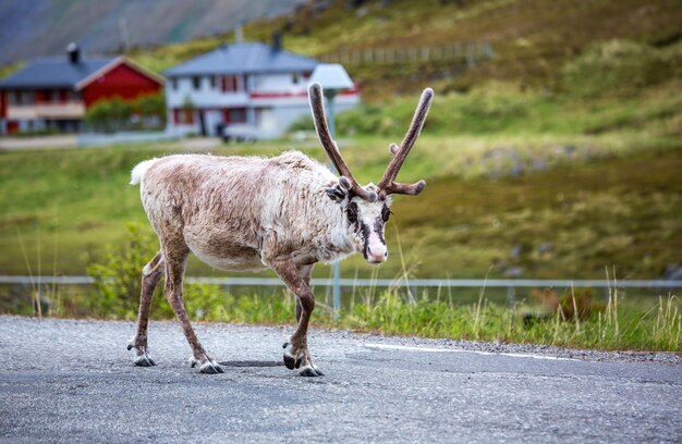 ノルウェー北部のトナカイ、ノールカップ