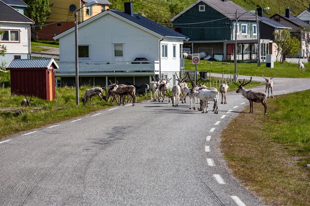 ノルウェー北部のトナカイ、ノールカップ