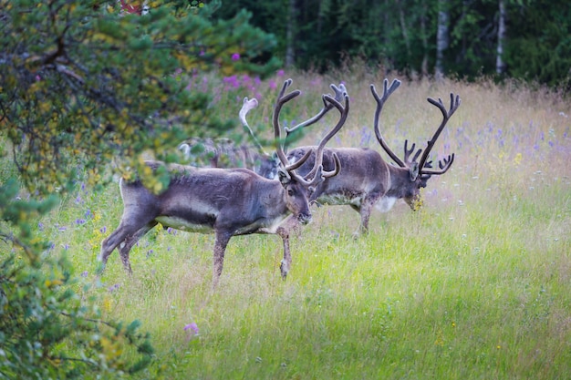 夏のノルウェーのトナカイ