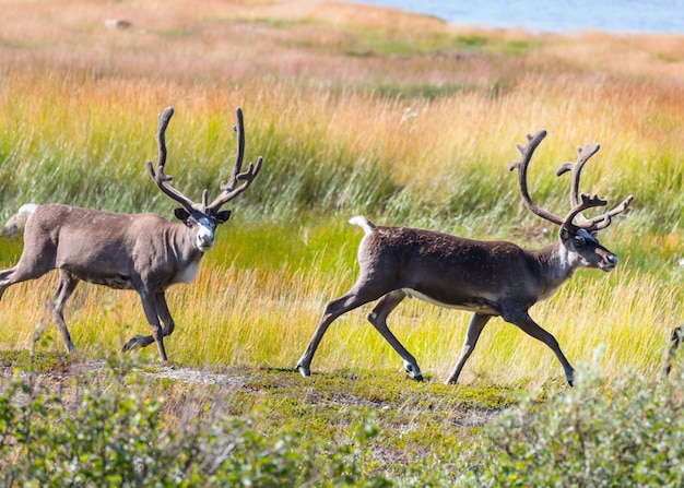 夏のノルウェーのトナカイ