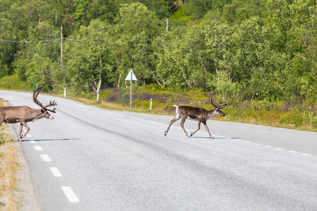 Reindeer in Norway in summer season