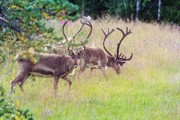 夏のノルウェーのトナカイ