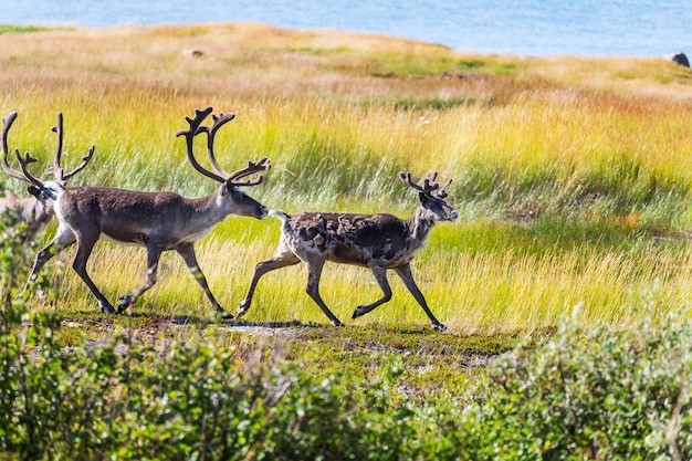 夏のノルウェーのトナカイ