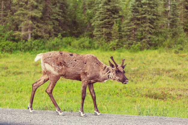 ノルウェーのトナカイ