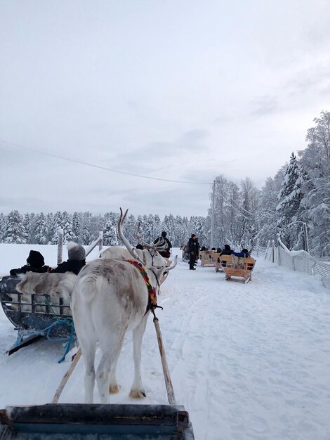 Фото Олени на заснеженном поле