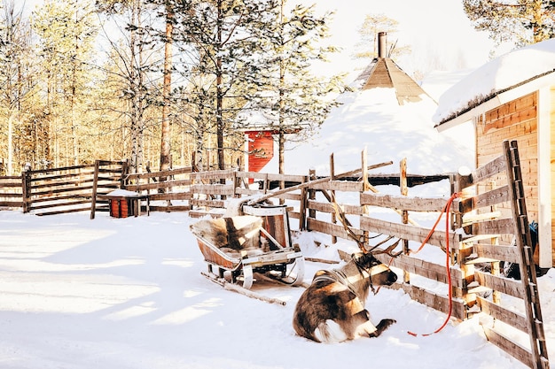 Reindeer in sledding in Finland in Lapland in winter.