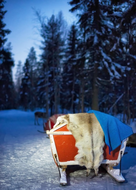 Photo reindeer sledding in winter forest at night in rovaniemi, lapland, finland. toned