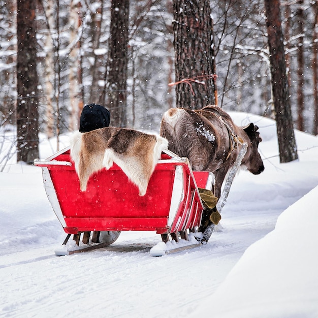 Foto slitta con le renne in inverno rovaniemi, lapponia finlandese