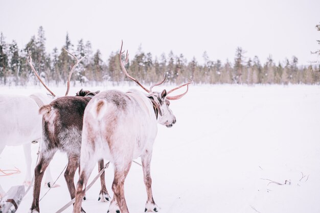 Reindeer sledge, in winter