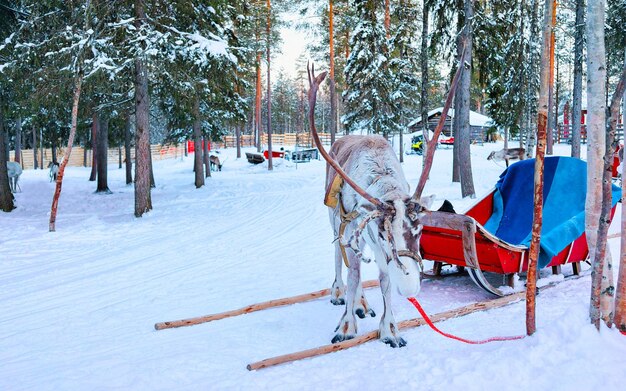 Reindeer sleigh in Finland in Rovaniemi at Lapland farm. Christmas sledge at winter sled ride safari with snow Finnish Arctic north pole. Fun with Norway Saami animals.