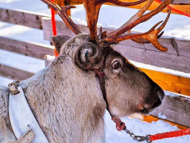 Reindeer sleigh in Finland in Rovaniemi at Lapland farm. Christmas sledge at winter sled ride safari with snow Finnish Arctic north pole. Fun with Norway Saami animals.
