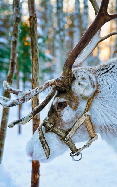 Reindeer sleigh in Finland in Rovaniemi at Lapland farm. Christmas sledge at winter sled ride safari with snow Finnish Arctic north pole. Fun with Norway Saami animals.