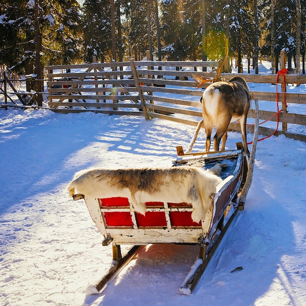 写真 フィンランドのラップランド農場のロヴァニエミにあるトナカイのそり。雪のフィンランドの北極と冬のそりに乗るサファリのクリスマスそり。ノルウェーの動物。セレクティブフォーカス