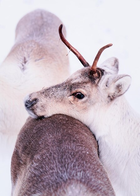 Северный олень стоит позади другого оленя на зимней ферме в Рованиеми, Лапландия, Северная Финляндия.
