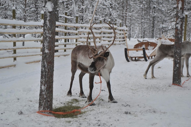 reindeer standing on snowy land during winter