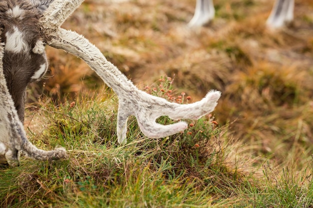 Reindeer walks through a large pasture in Scotland