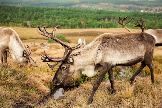 Reindeer walks through a large pasture in Scotland