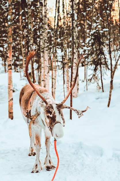 Reindeer in Winter Snow Forest at Finnish Saami Farm, Rovaniemi, Finland, Lapland at Christmas. At the North Arctic Pole.