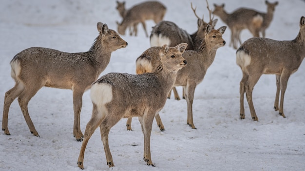 Reindeer With Snow Landscape