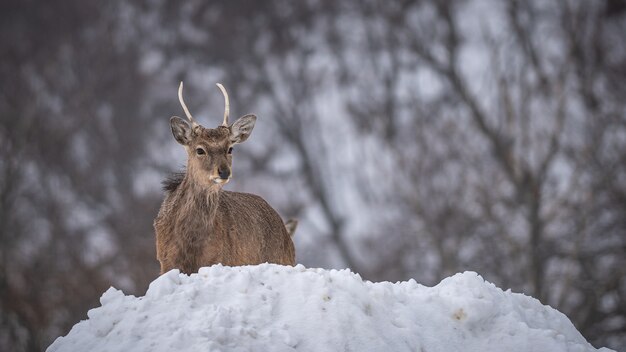 Renne con mucchio di neve