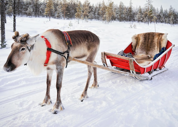 Foto renna senza corno alla fattoria invernale a rovaniemi, lapponia finlandese