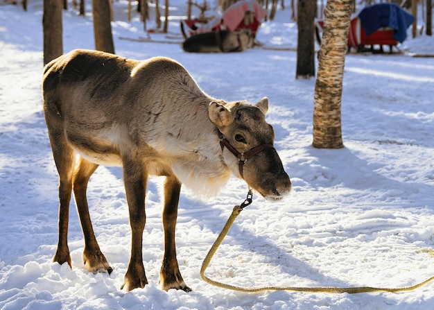 Reindeer without horns at winter farm in Rovaniemi, Lapland, Finland