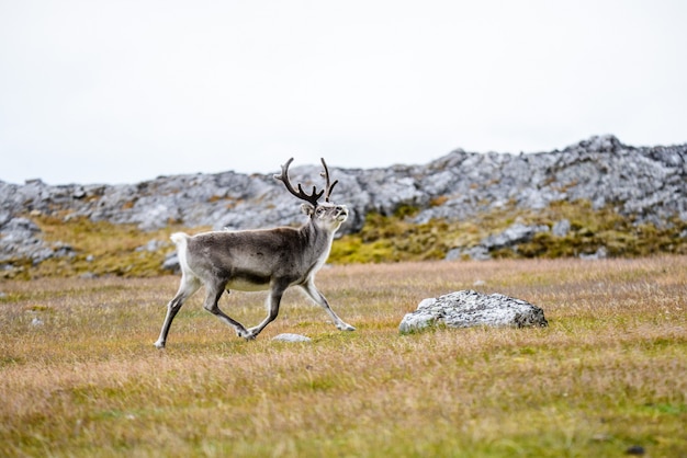 Reindeer