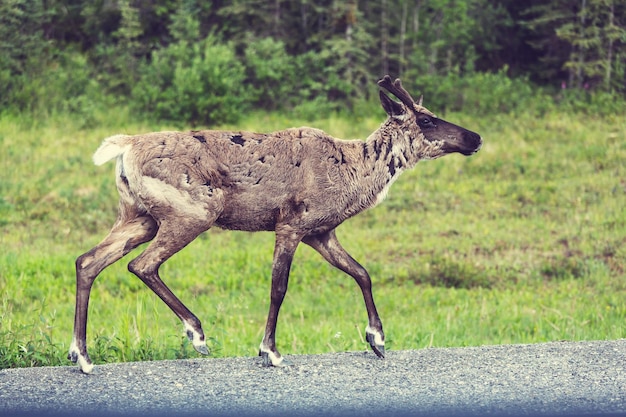 Photo reindeer