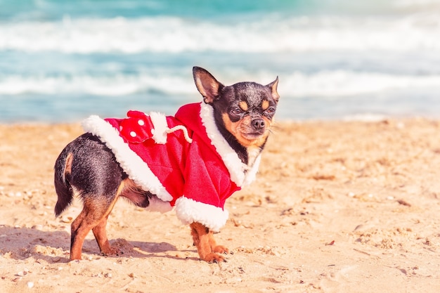 Reis. Chihuahua hond op zee met Kerstmis of Nieuwjaar in santa kleding.