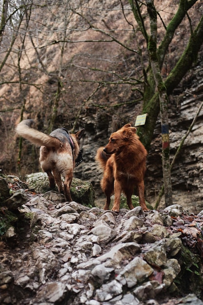 Reis door het bos met twee Duitse herdershonden in muilkorf en rode bastaard