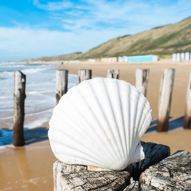 Reis in de zomer naar Renesse in Nederland