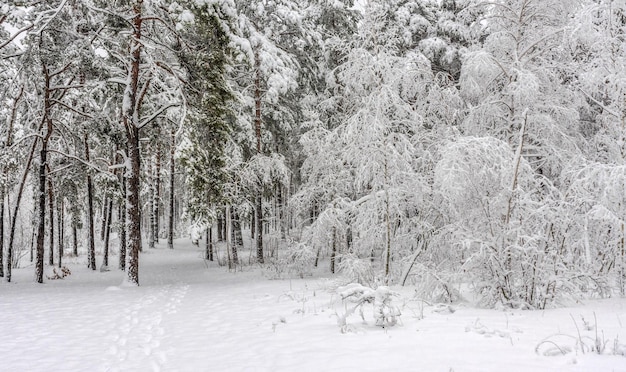 Reis naar het besneeuwde bos. Loop in het bos