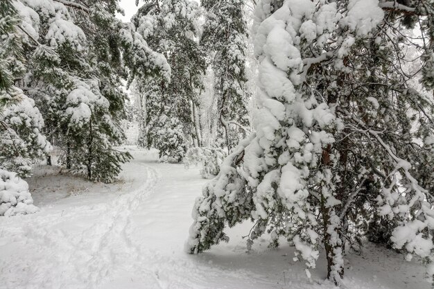 Reis naar het besneeuwde bos. Loop in het bos