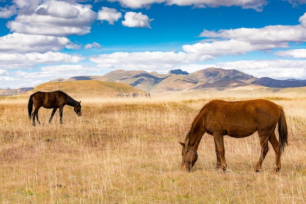 Reis naar Lesotho Twee paarden grazen op het droge gras in een berglandschap