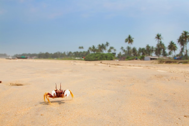 Reis ontspannen foto met GOA-kust en rode krab