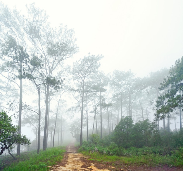 Reisroute in het bos van thailand