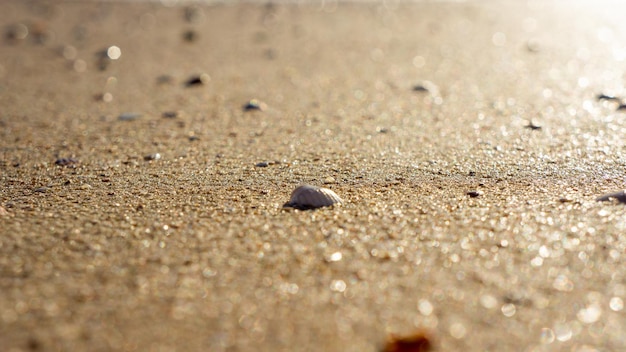 Reisvakantie concept Zeeschelpen op zand Reizende reis Reistekst Hoge kwaliteit foto