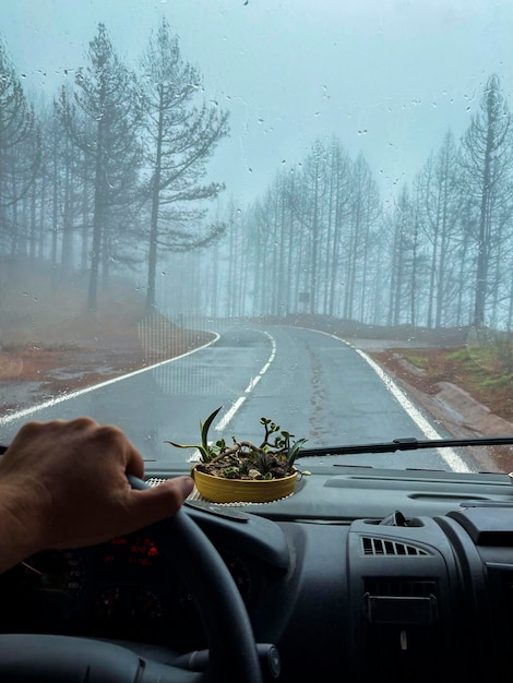 Reizen levensstijl concept Een man hand op het stuur rijden op een schilderachtige weg in de natuur met bomen en asfalt Vanlife chauffeur gaan naar de bestemming Truck Nationaal park reis vakantie mensen