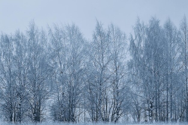 reizen naar canada winterboslandschap, seizoensgebonden uitzicht, panorama in het bos bedekt met sneeuw