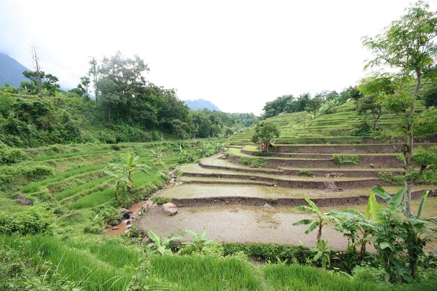 Reizen naar het land Indonesië