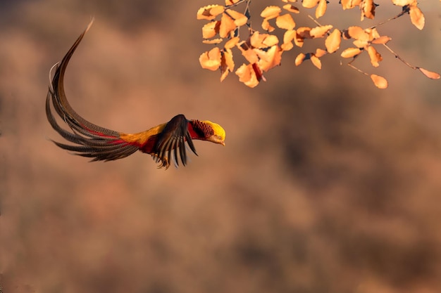 reizen natuur vogel schoonheid landschap uil ibis fazant dieren in het wild