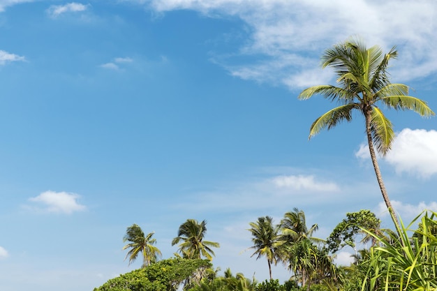 reizen, toerisme, vakantie, natuur en zomervakantie concept - palmbomen en blauwe lucht