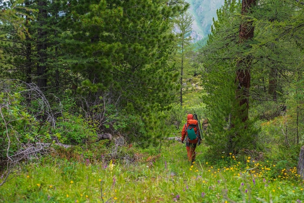 Reizende man in het rood met grote rugzak op weg door struikgewas in naaldbos Backpacker wandelingen door bergbos met bonte flora Kleurrijk landschap met toerist in bos tussen ceders