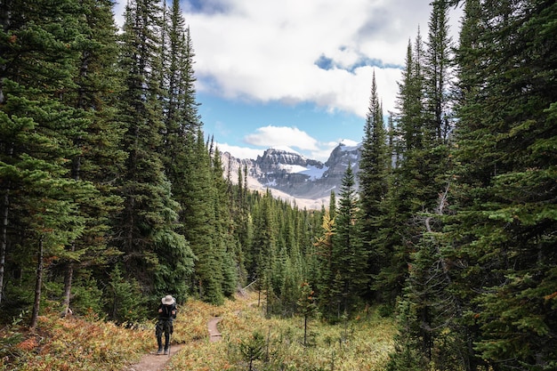 Reiziger wandelen in dennenbos met rotsachtige bergen in het provinciale park Assiniboine, British Columbia, Canada